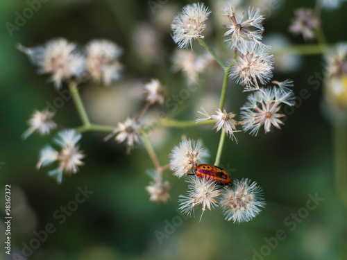 Orange bug with white flowers.