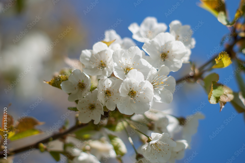 Fototapeta premium Kirschblüten an einem Zweig