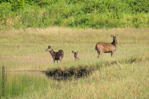 swamp deer