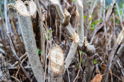 Gehölzschnitt im Garten photo