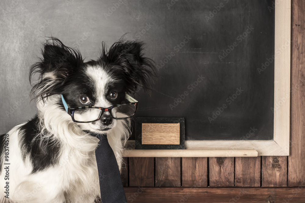 Dog as a school teacher with glasses and tie Stock Photo Adobe Stock