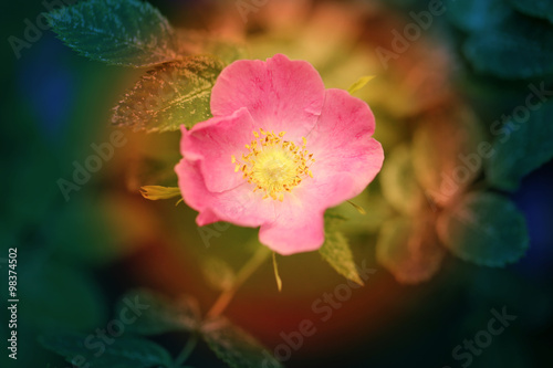 Beautiful rose with pink petals