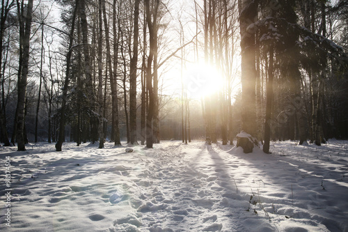 Winter tree forest © alexkich