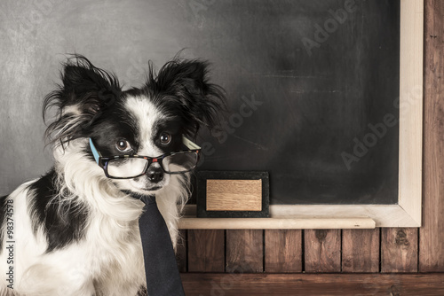 Dog as a school teacher with glasses and tie