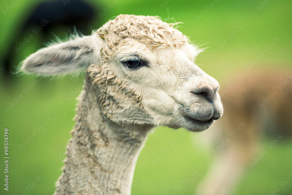 Alpaca by itself in a field during the day in Queensland