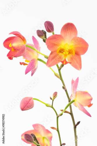 Red orange Spathoglottis Plicata orchids and buds 