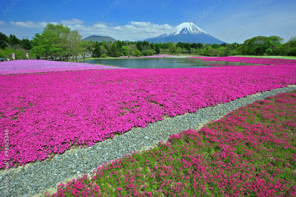 Obraz premium A carpet of Moss Phlox, a flowering ground-cover plant, close to Mount Fuji, Japan