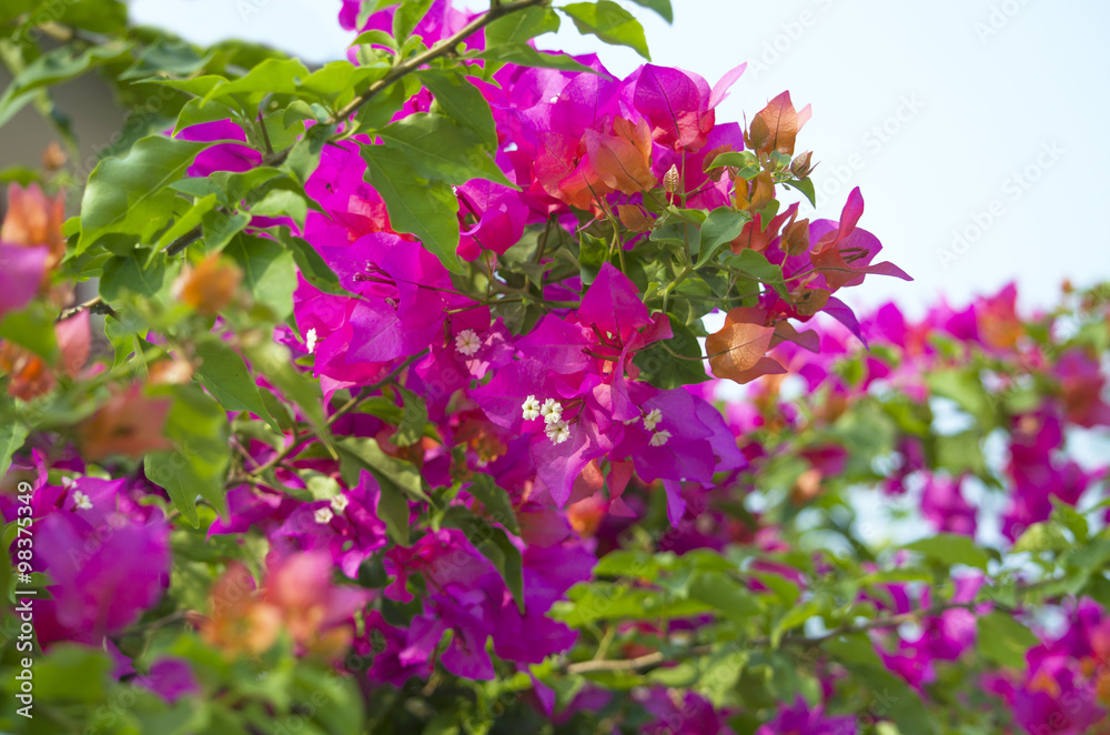 Obraz premium bugenvilley tropical plant of Asia