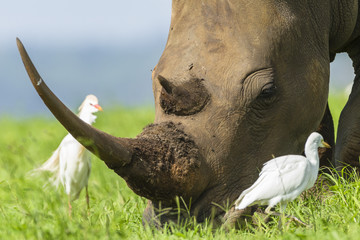 Rhino horn birds closeup wildlife animal