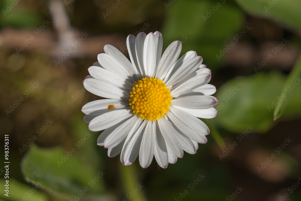 Obraz premium Gänseblümchenblüte als Nahaufnahme vor unscharfem Hintergrund
