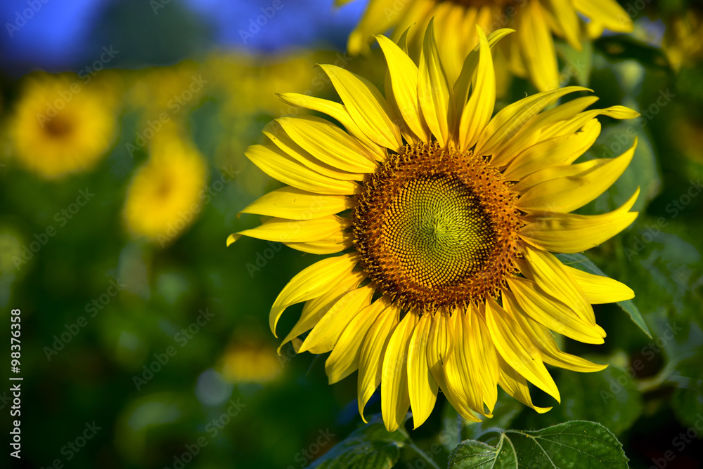 Sunflower Sunflower