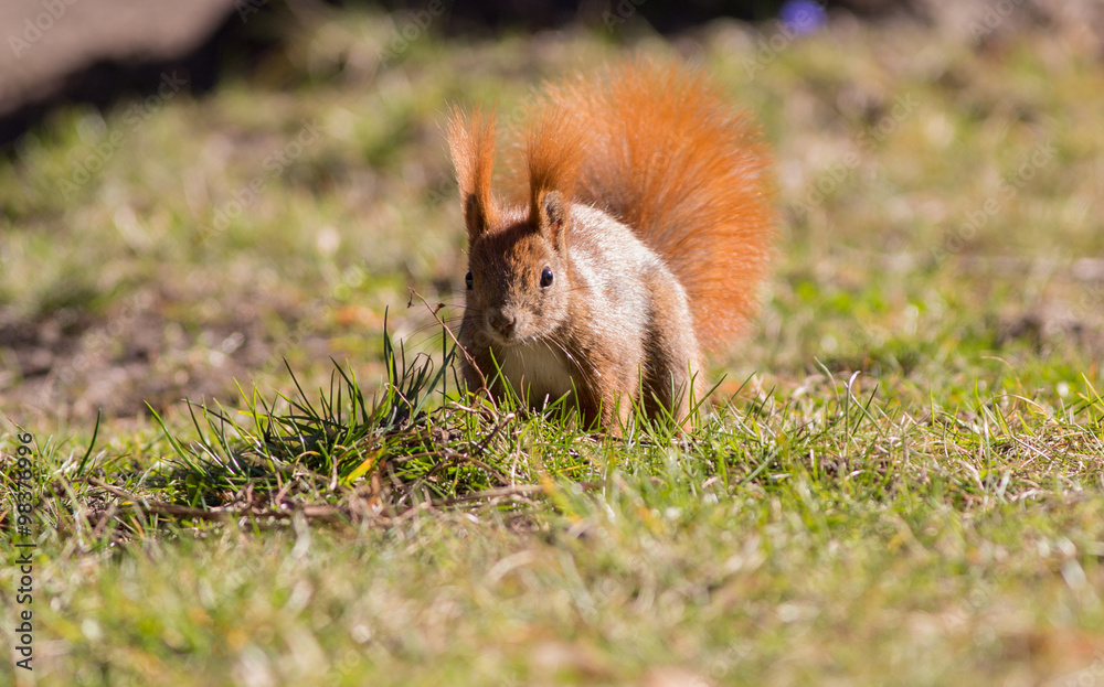 Red squirrel, (Sciurus vulgaris). Red squirrel, (Sciurus vulgaris).