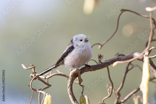 Long tailed tit on the branch 