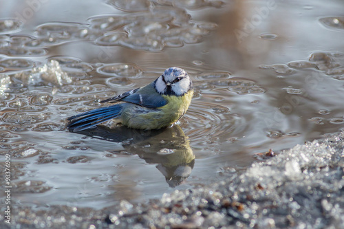 Blue tit in a bird bath  © vasi_100