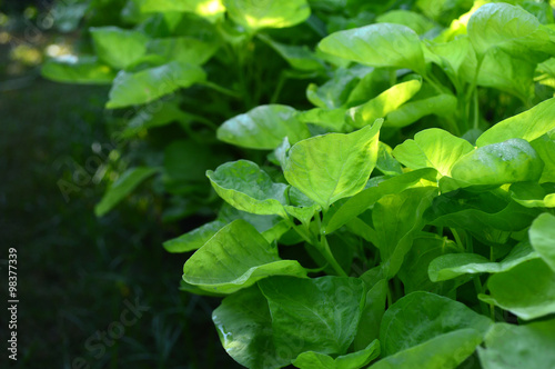 Dwarf amaranth, Amaranthus sp., Family Amaranthaceae, Central of Thailand