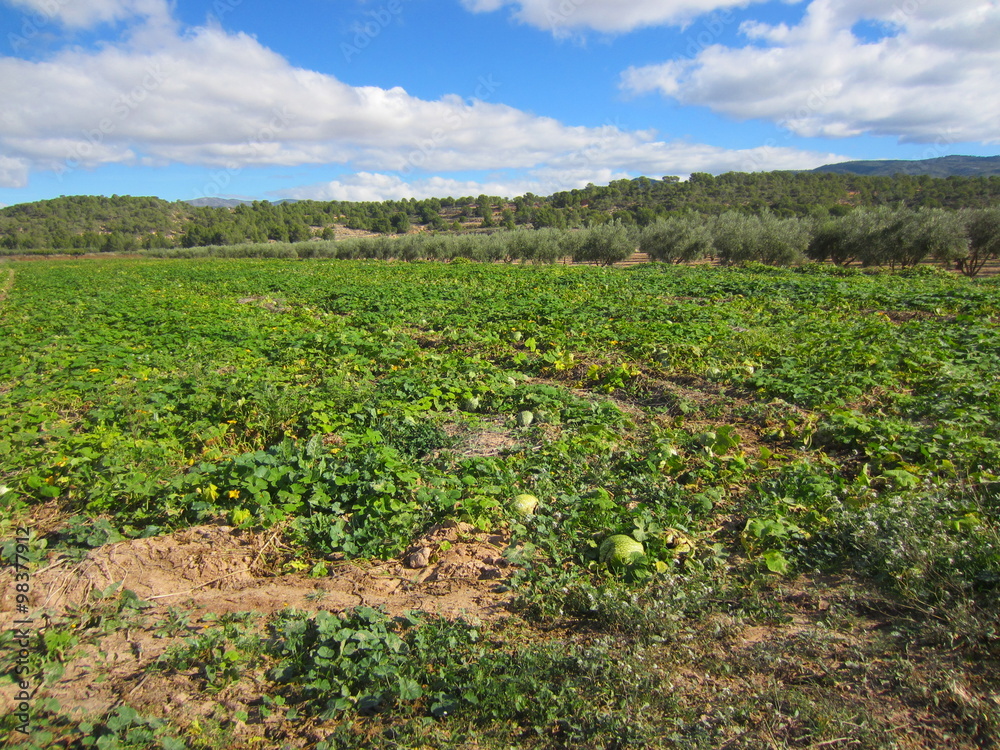 watermelon field in Mediterranean valley
