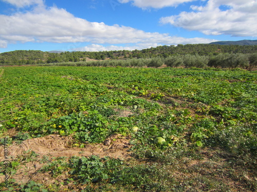 watermelon field in Mediterranean valley