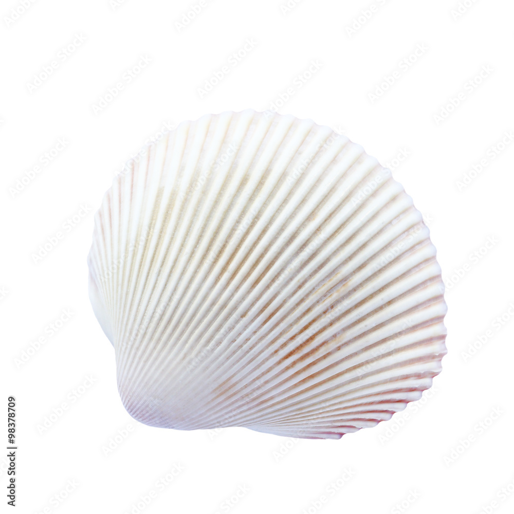 seashell isolated on white background. seashell isolated on white background.