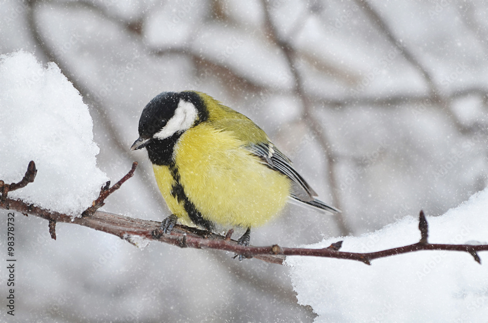 Obraz premium Синица на дереве.