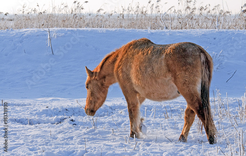 Horses in a snowy field in winter