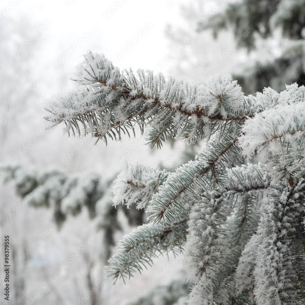 Spruce branches in frost winter day