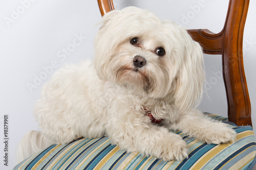 Portrait of cute maltese dog on the chair inside