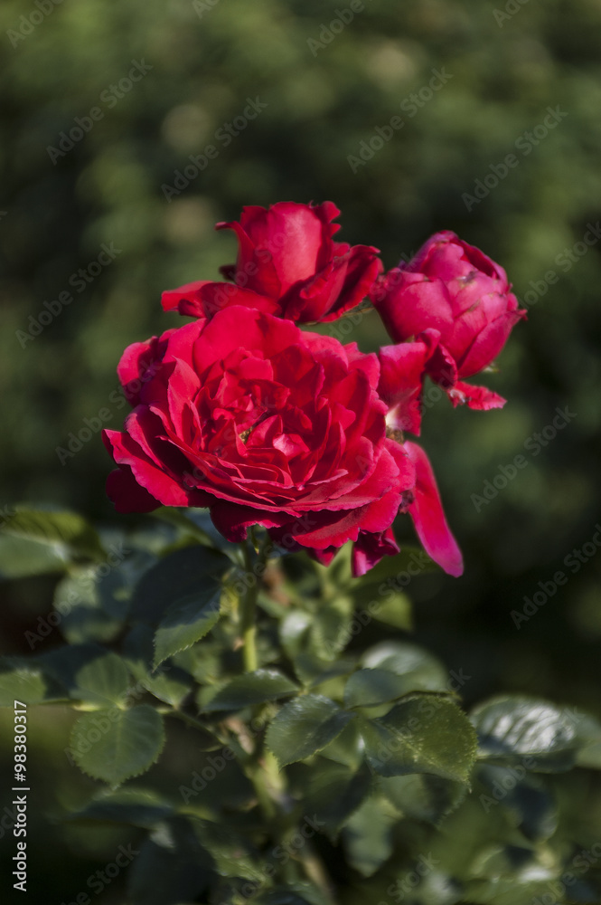 shrub roses