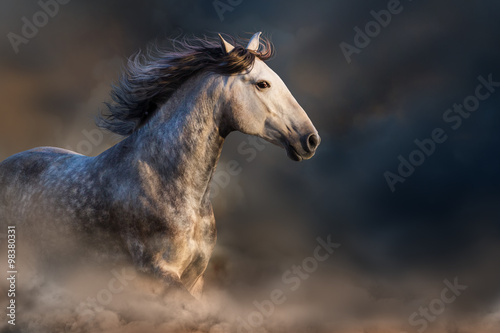Andalusian horse with long mane run at sunset light in dust