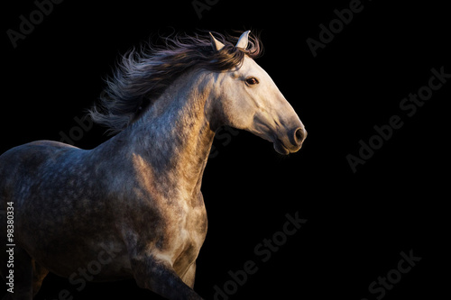 White horse with long mane run at sunset light on black background