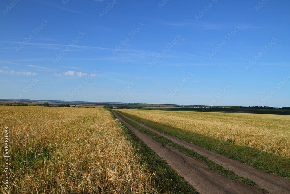 Country road through the field. Russia, Chuvash Republic Country road through the field. Russia, Chuvash Republic