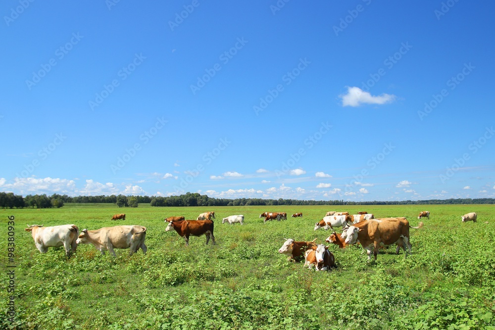 Herd of cows on farm