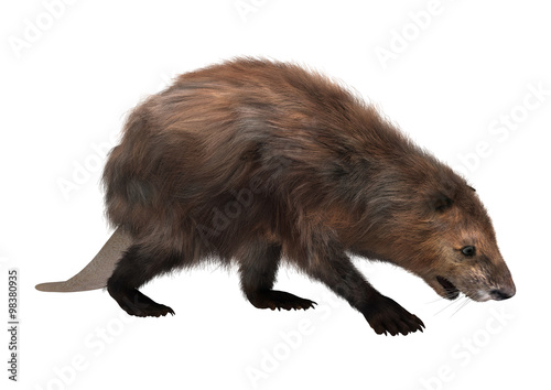 North American Beaver