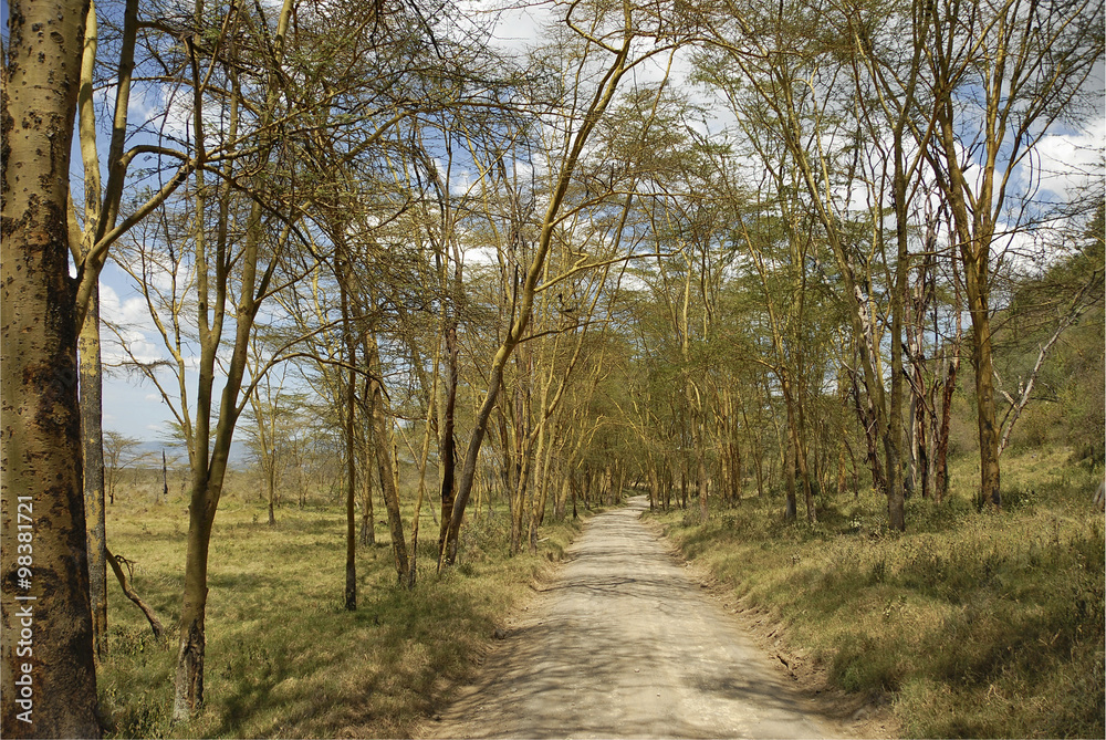Dirt road in Lake Nakuru National Park, Kenya. Dirt road in Lake Nakuru National Park, Kenya.