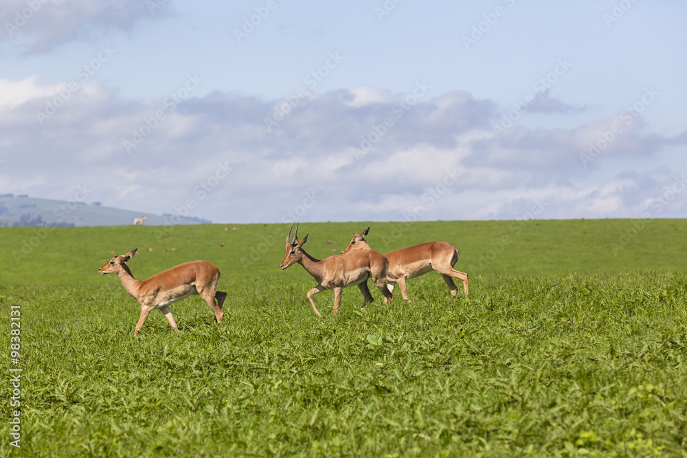 Wildlife Impala Buck animals summer wilderness landscape