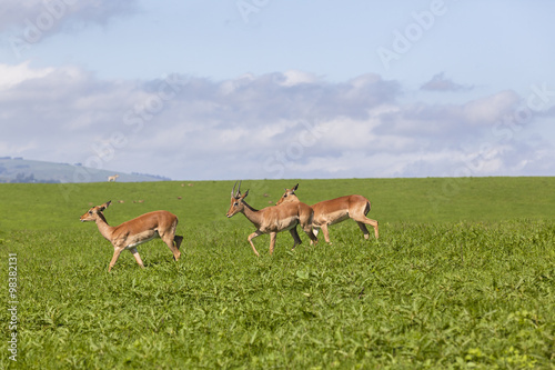Wildlife Impala Buck animals summer wilderness landscape