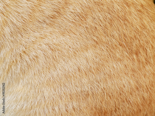 Close-up of cat fur for texture or background