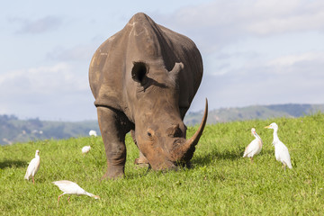 Fototapete Nashorn Rhino closeup animal wildlife birds summer rural landscape  © ChrisVanLennepPhoto