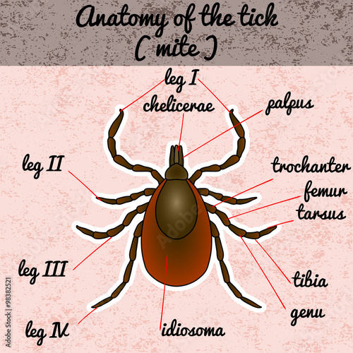 Insect anatomy. Sticker Tick parasite. Sketch of Tick. Mite.  Tick Design for coloring book. hand-drawn Tick. Vector