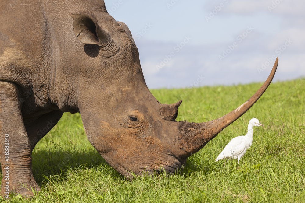 Naklejka premium Rhino closeup animal wildlife birds summer rural landscape