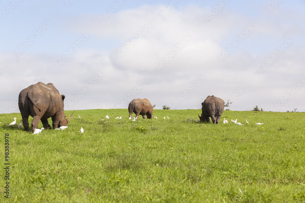 Rhino closeup animal wildlife birds summer rural landscape Rhino closeup animal wildlife birds summer rural landscape