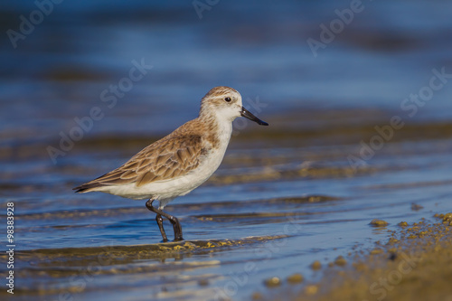 Right side close up of Spoon-billed sandpiper (Calidris pygmaea)  © kajornyot