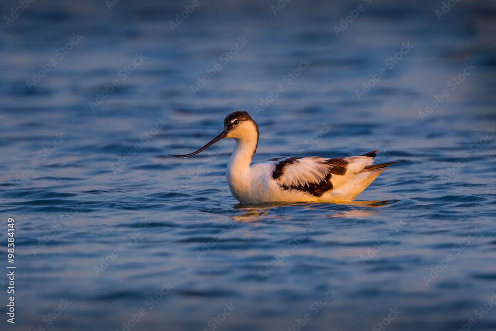 Pied avocet (Recurvirostra avosetta) on the sea with evening light 