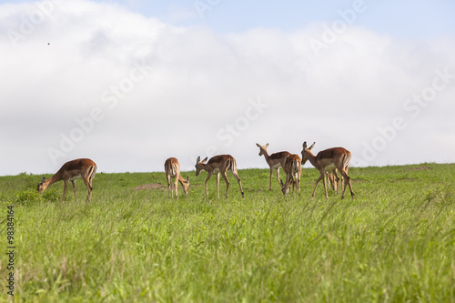 Wildlife Impala Buck animals summer wilderness landscape