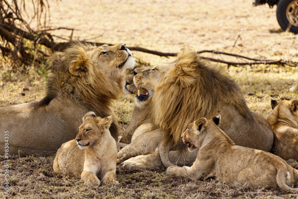 Löwenfamilie Stock Photo | Adobe Stock
