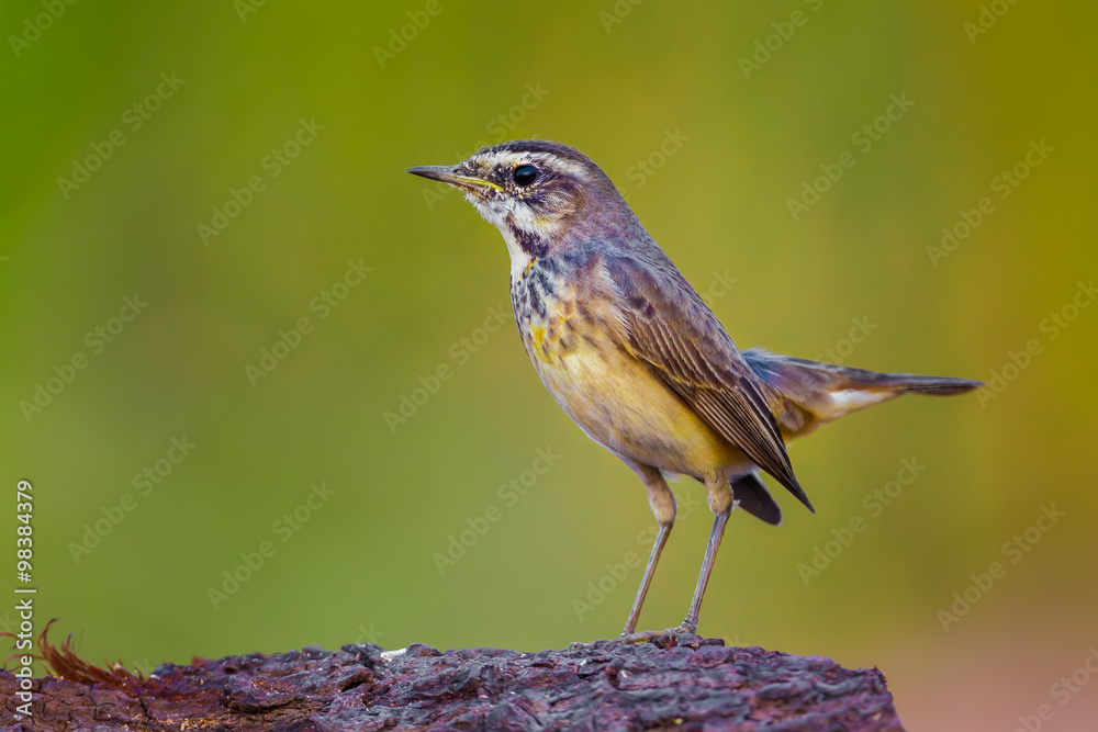 Fototapeta premium Female Bluethroat (Luscinia svecica ) on the wood in nature of Thailand