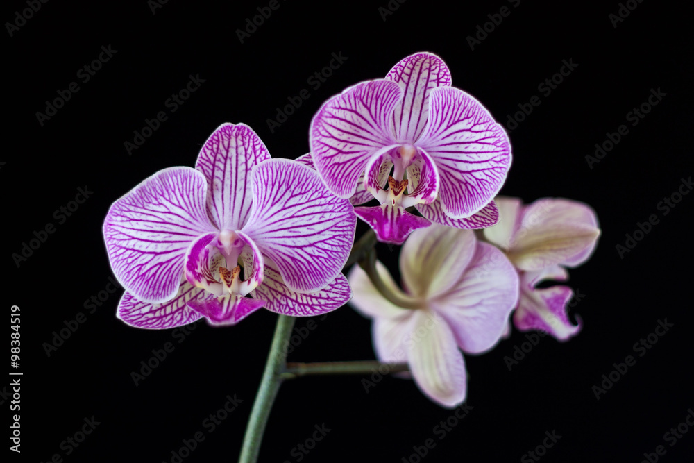 phalaenopsis on black background phalaenopsis on black background