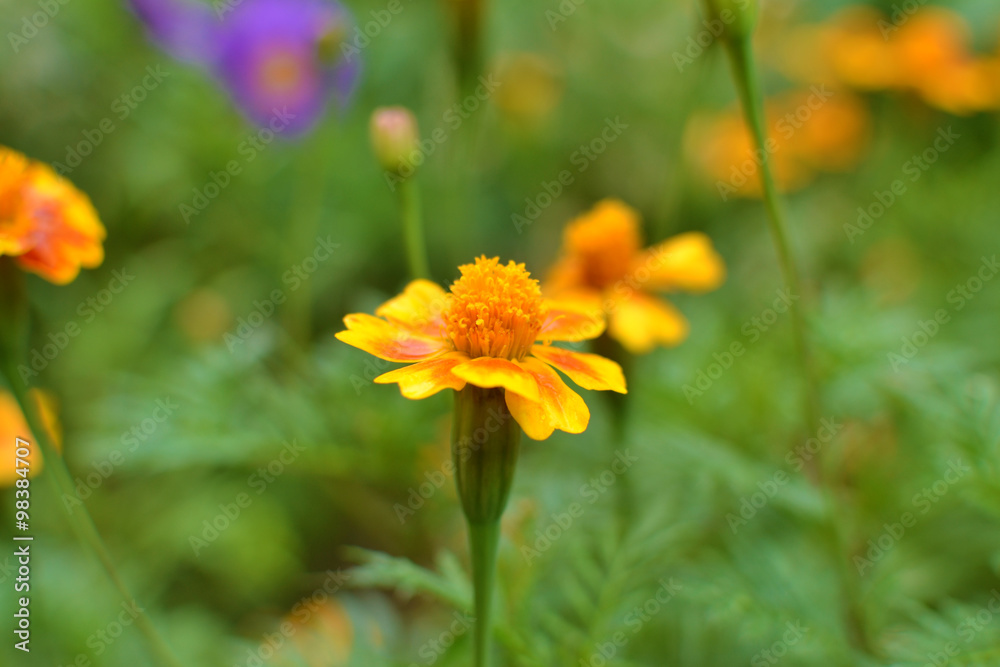 Yellow Maidenhair or Southern Cone Marigold flowers closeup Yellow Maidenhair or Southern Cone Marigold flowers closeup