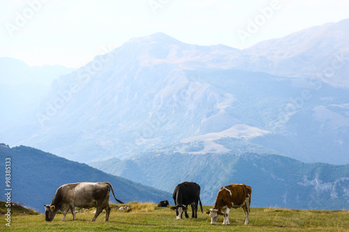 Cows on a field © bizoo_n