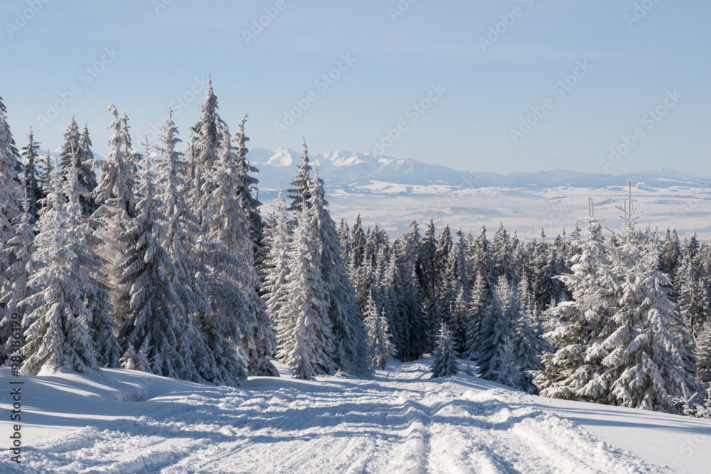 Fototapeta premium Słoneczny dzień w górach, zasypane śniegiem drzewa