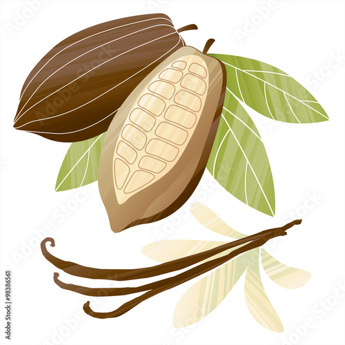 Vector illustration with painted cacao beans and vanilla pods